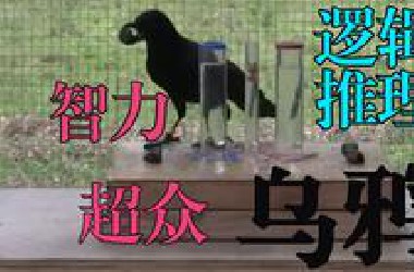 你所不知道的乌鸦--智力超众并能逻辑推理