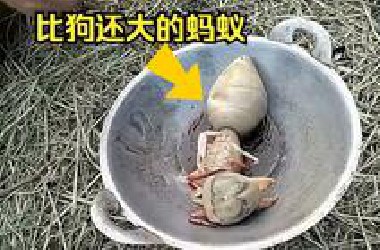 国外博主抓到比狗还大的蚂蚁，这是真的吗？