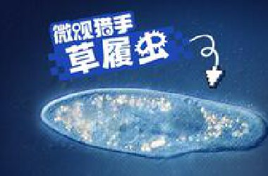中学课本里的“老演员”，4K镜头下的草履虫有多离谱？