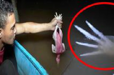 不是被手机拍到没人会相信！只被拍摄到一次的东南亚可怕生物！