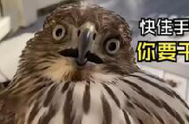 那些动物们的尴尬时刻！