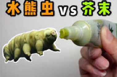 给地表最强生物水熊虫吃芥末！会发生什么事？