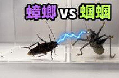 把一只大蟑螂和蝈蝈关一起！会发生什么事？