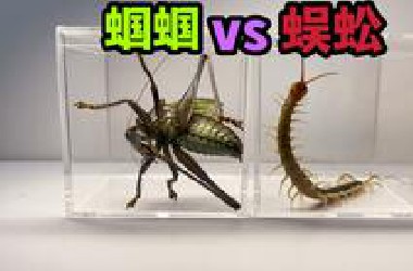 把一只大蜈蚣和蝈蝈关一起！会发生什么事？