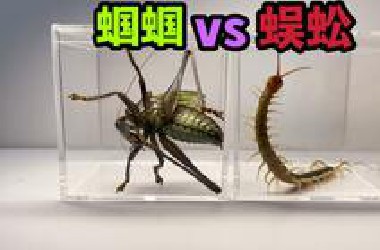 把一只大蜈蚣和蝈蝈关一起！会发生什么事？