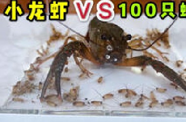 把1只小龙虾和100只蟑螂关一起！会发生什么事？