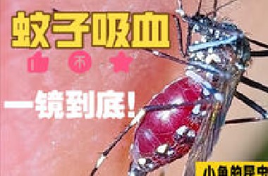 up主以身饲蚊，一镜到底，只为科普蚊子吸血的全过程！