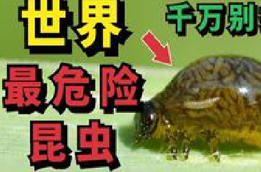 世界上最危险的10种昆虫，第一名碰一下直接要命，你都知道几个？
