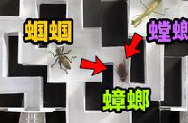 把蟑螂丢进蝈蝈螳螂迷宫！它能闯关成功吗？