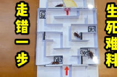 如何找到高质量蟑螂？小伙造一个生死迷宫测试！