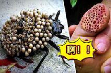 15种恐怖致命生物，它们就生活在我们身边