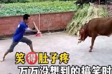笑得肚子疼万万没想到的搞笑时刻，一般不会笑，除非忍不住！