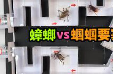 把两只蟑螂扔进一座蝈蝈要塞！会发生什么事？