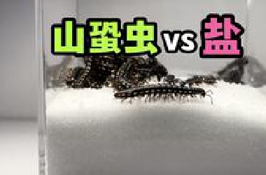 把一堆山蛩虫扔进盐里！会发生什么事？