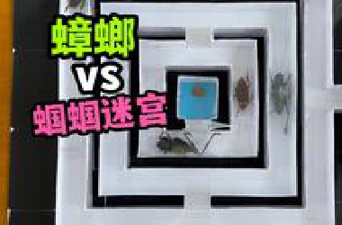 把蟑螂扔进蝈蝈回型迷宫！它能闯关成功吗？