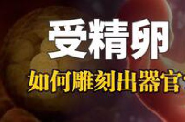 【起源系列】基因是如何控制胚胎发育的？人体中最小的器官隐藏着演化最大的秘密。