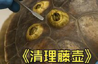 海龟被清理痛到发抖，却几乎不挣扎，难道它知道这是生的希望
