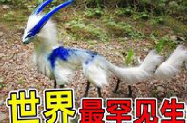 世界上“最罕见”的10大生物