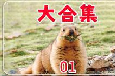 一口气看完各种动物搞笑视频！动物世界搞笑解说