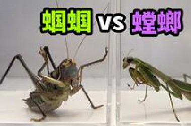 把一只大螳螂和大蝈蝈关一起！会发生什么事？