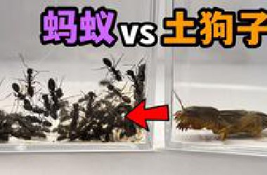 把土狗子和100只蚂蚁关一起！会发生什么事？