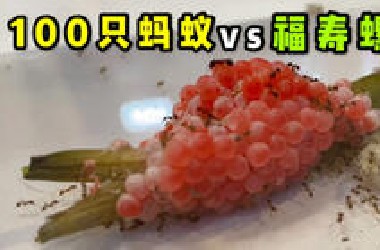 把100只蚂蚁和福寿螺卵关在一起会怎样？结局有点惨烈！