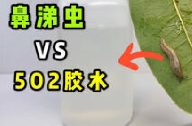 把一只鼻涕虫扔进502里！会发生什么事？