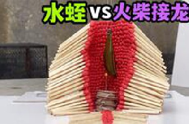 把一只大水蛭放火柴接龙上！会发生什么事？