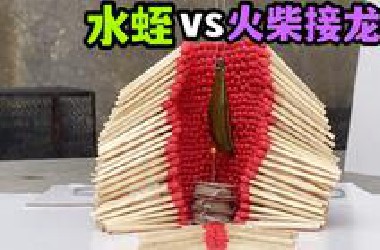 把一只大水蛭放火柴接龙上！会发生什么事？