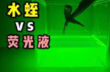 把一只大水蛭扔进荧光液中！会发生什么事？