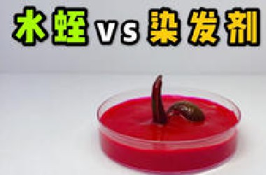 把一只大水蛭丢入染发剂里！会发生什么事？