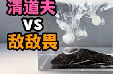 把敌敌畏滴给一只清道夫！会发生什么事？