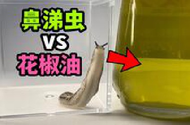 把一只大鼻涕虫扔进花椒油！会发生什么事？