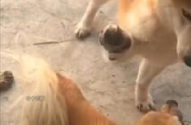 今天这个贱我一定要犯！