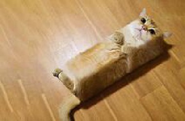 “这只猫，害我足足笑了2粉22秒！”