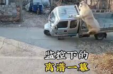 监控拍下离谱名场面！看完笑到肚子疼，人类迷惑行为大赏！