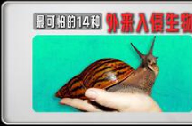 中国最可怕的14种“外来入侵物种”，个个都是生物界的吸血鬼！