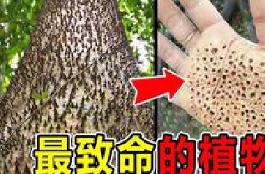 全球“最致命”的10种植物，1颗种子能毒死1000人，一碰就会爆炸