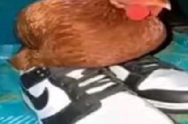 这期更是唐的没边了