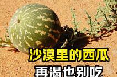 沙漠里的小西瓜，再渴也别吃