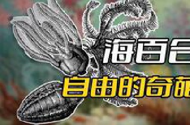 海百合：一朵自由的奇葩