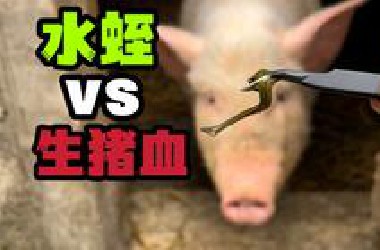给一只大水蛭喝点生猪血！会发生什么事？