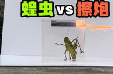 把一只大蝗虫和擦炮关一起！会发生什么事？