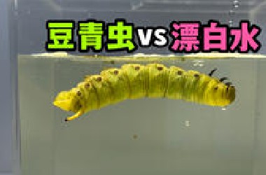 把一只豆青虫扔进漂白水！会发生什么事？