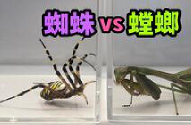 把一只大蜘蛛和大螳螂关一起！会发生什么事？