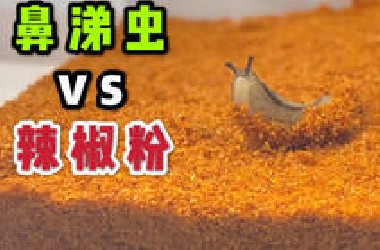 把一只鼻涕虫丢到辣椒粉里！会发生什么事？