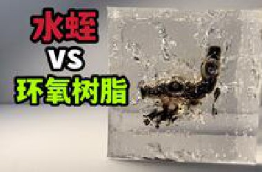 把一只大水蛭丢进环氧树脂胶！它能变成琥珀吗？