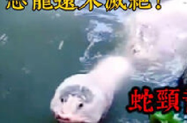 【末法时代，未知生物频繁现身】镜头下，来自世界各地的神秘怪现象TOP7！ |灵异、探灵、猎奇