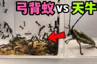 把一只大天牛和100只弓背蚁关一起！会发生什么事？