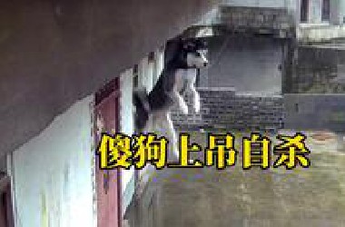《傻狗上吊自杀》